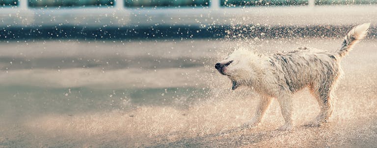 How to Train a Puppy to Shake Its Head How to Train a Puppy to Shake Its Head